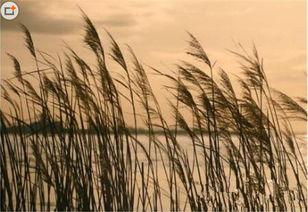 芦苇玻璃在线观看,穿越时光的视觉奇遇  第3张